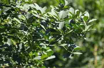  Com protagonismo da erva-mate, Paraná é destaque na produção florestal